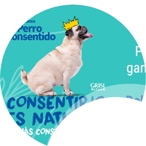 ¡En Grisi estamos buscando al perro más consentido! ¡En Grisi estamos buscando al perro más consentido!