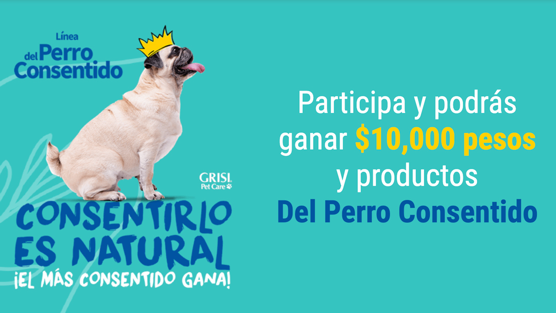 ¡En Grisi estamos buscando al perro más consentido! ¡En Grisi estamos buscando al perro más consentido!