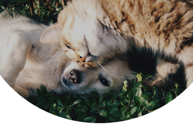 Pet Care Pet Care