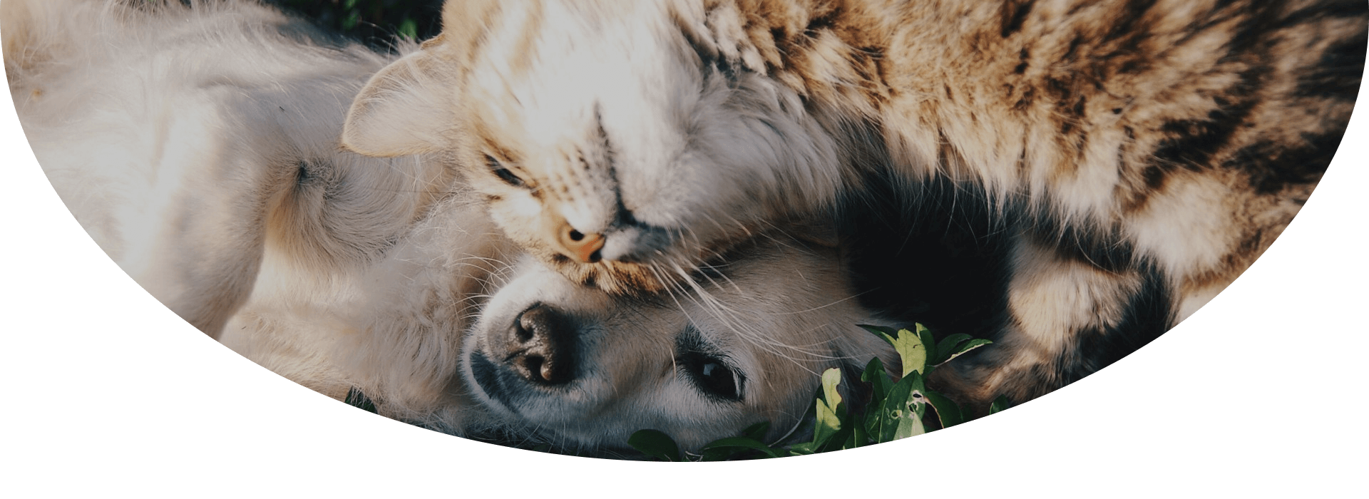 Pet Care Pet Care